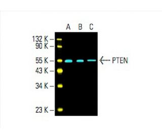 PTEN Antibody (A2B1) - Western Blotting - Image 393454 