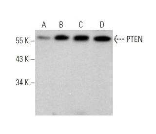 western blotting image from recommended PTEN (A2B1) monoclonal antibody replacement. Image 349296