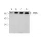 western blotting image from recommended PTEN (A2B1) monoclonal antibody replacement. Image 349296