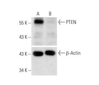 PTEN HDR Plasmid (h): sc-400103-HDR. Western blot analysis of PTEN expression in non-transfected control (A) and puromycin