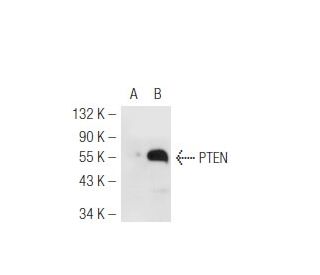 PTEN Antibody (B-1) - Western Blotting - Image 46658 