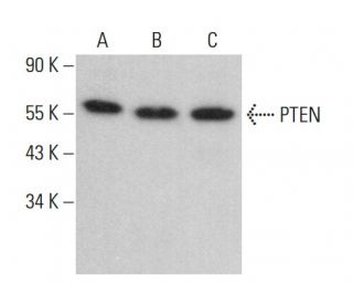PTEN Antibody (A2B1) - Western Blotting - Image 379598