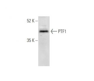 PTF1 Antibody (A-3) - Western Blotting - Image 305668 
