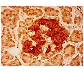 PTF1 Antibody (C-7) - Immunohistochemistry - Image 304622 