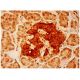 PTF1 Antibody (C-7) - Immunohistochemistry - Image 304622 