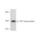PTF1 Antibody (C-7) - Western Blotting - Image 292012