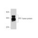 PTF1 Antibody (F-6) - Western Blotting - Image 289482