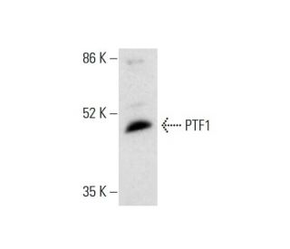 PTF1 Antibody (F-6) - Western Blotting - Image 305753 