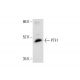 PTF1 Antibody (F-6) - Western Blotting - Image 305753 