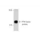 PTH Antibody (5A7) - Western Blotting - Image 144642