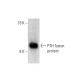 PTH Antibody (5E745) - Western Blotting - Image 144640