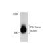 PTH Antibody (6D7) - Western Blotting - Image 144643