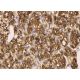 PTH Antibody (H-7) - Immunohistochemistry - Image 372181