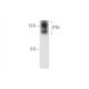 western blotting image from recommended PTH (H-7) monoclonal antibody replacement. Image 314190