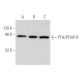 western blotting image from recommended PTH/PTHrP-R (3D1.1) monoclonal antibody replacement. Image 355477