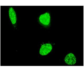 PTIP Antibody (4C11) - Immunofluorescence - Image 346142 