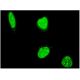 PTIP Antibody (4C11) - Immunofluorescence - Image 346142 