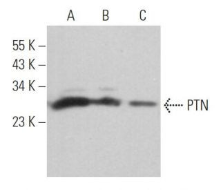 western blotting image from recommended PTN (H-6) monoclonal antibody replacement. Image 363123