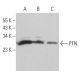 western blotting image from recommended PTN (H-6) monoclonal antibody replacement. Image 363123