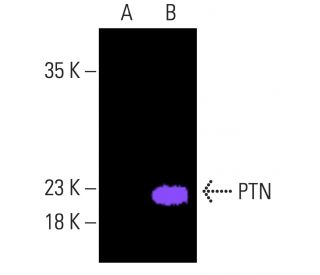PTN Antibody (H-6) - Western Blotting - Image 401597 
