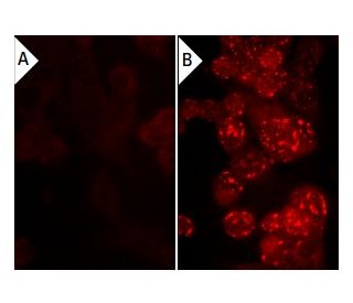 PTP CD45 Inhibitor: sc-222223. Immunofluorescence staining of methanol-fixed lambda protein phosphatase (sc-200312A) treat 