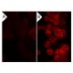 PTP CD45 Inhibitor: sc-222223. Immunofluorescence staining of methanol-fixed lambda protein phosphatase (sc-200312A) treat 