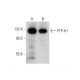 PTP-H1 Antibody (H-6) - Western Blotting - Image 344305 