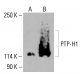 PTP-H1 Antibody (H-6) - Western Blotting - Image 415881 