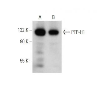 western blotting image from recommended PTP-H1 (H-6) monoclonal antibody replacement. Image 344305