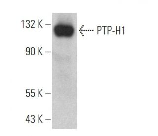 PTP-H1 Antibody (H-6) - Western Blotting - Image 364426Each CRISPR/Cas9 Knockout (KO) Plasmid product consists of a pool of 3 plasmids designed to ensure identification and cleavage of a specific gene for maximum knockout efficiency. Each plasmid encodes a unique 20 nt sequence derived from the GeCKO (v2) library.