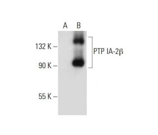 PTP IA-2&beta; Antibody (B-4) - Western Blotting - Image 299194