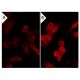 PTP Inhibitor I: sc-204220. Immunofluorescence staining of methanol-fixed lambda protein phosphatase (sc-200312A) treated