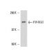PTP-PEST Antibody (AG25) - Western Blotting - Image 16277