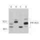 PTP-PEST Antibody (AG25) - Western Blotting - Image 364264 