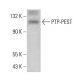 PTP-PEST Antibody (AG25) - Western Blotting - Image 382859 