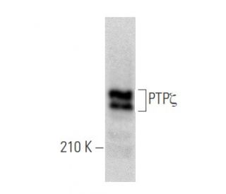 PTP&zeta; Antibody (122.2) - Western Blotting - Image 355816 