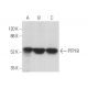 Cet anticorps polyclonal n'est plus commercialisé. Voir l'anticorps monoclonal <a href="ptp1b-antibody-d-4">PTP1B (D-4)</a> que nous recommandons (données d'échantillonnage indiquées). western blotting image from recommended PTP1B (D-4) monoclonal antibody replacement. Image 374409