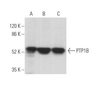 western blotting image from recommended PTP1B (D-4) monoclonal antibody replacement. Image 374409