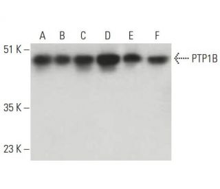 PTP1B Antibody (D-4) - Western Blotting - Image 396516
