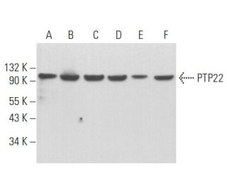 PTP22 Antibody (G-3) - Western Blotting - Image 357125 