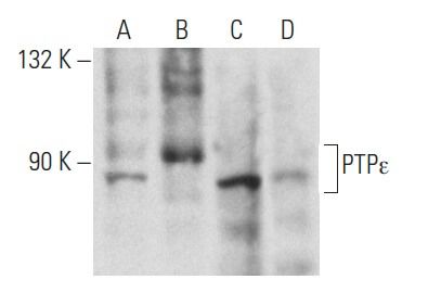 Anti Ptpe Antibody G 2 Scbt Santa Cruz Biotechnology