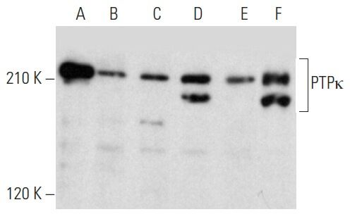 Anti Ptpk Antibody H 3 Scbt Santa Cruz Biotechnology