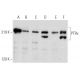 PTPκ Antibody (H-3) - Western Blotting - Image 357368 