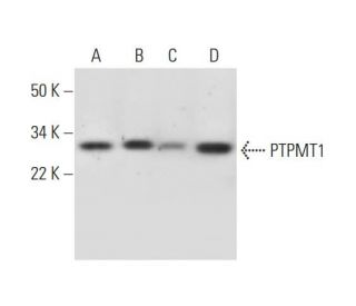 PTPMT1 Antibody (B-12) - Western Blotting - Image 291064 