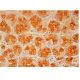 PTPMT1 Antibody (B-3) - Immunohistochemistry - Image 302567 