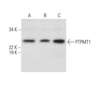 PTPMT1 Antibody (B-3) - Western Blotting - Image 291022 