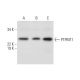 PTPMT1 Antibody (B-3) - Western Blotting - Image 291022 