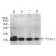 PTPMT1 Antibody (B-3) - Western Blotting - Image 374908