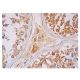 PTPN13LY Antibody (H-9) - Immunohistochemistry - Image 350221