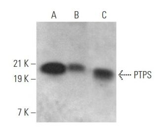 PTPS Antibody (D-8) - Western Blotting - Image 368985 
